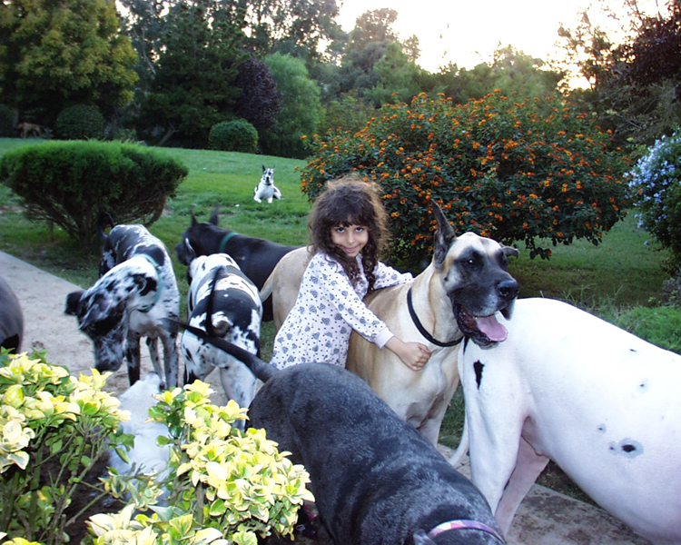 Great Danes relax